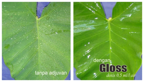 Tanpa panggunaan adjuvan dan menggunakan adjuvan Gloss dosis 0,5 ml/liter