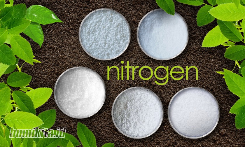 Pupuk Nitrogen, Apa Saja Bentuk dan Perbedaannya?