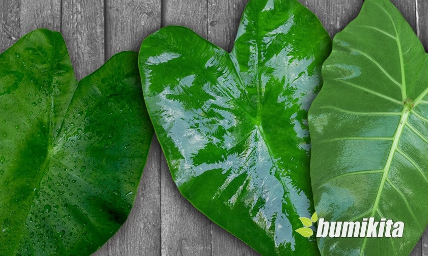 Pentingnya Penggunaan Adjuvan dalam Pertanian