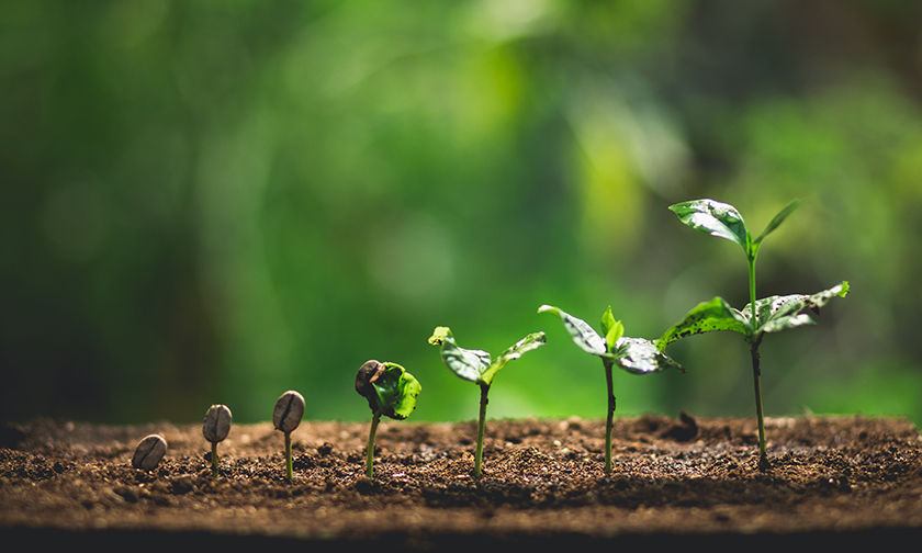 Bagaimana Tanaman Tumbuh dan Memberikan Hasil?