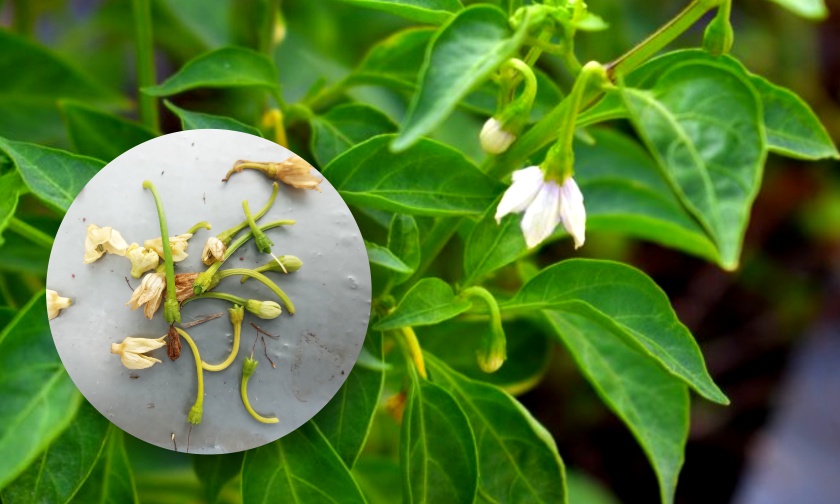 Beberapa Faktor Penyebab Bunga Rontok dan Solusinya