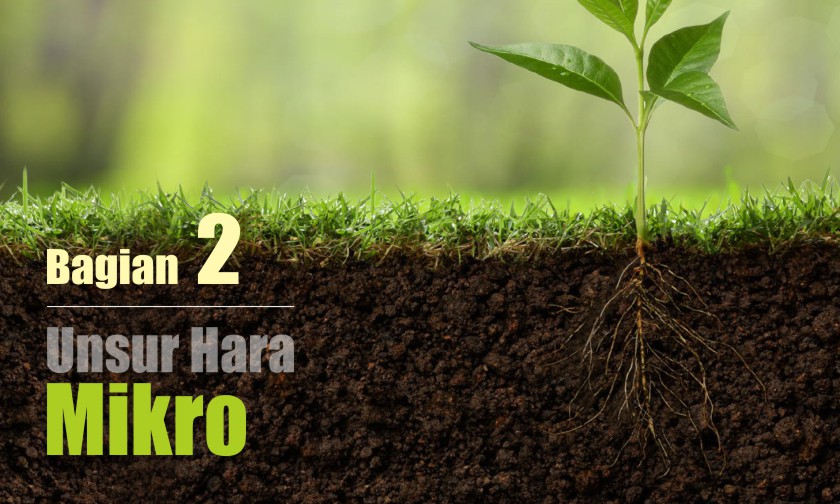 Unsur-unsur Hara MIKRO dan Peranannya