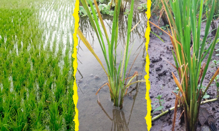 Mengatasi Gejala Asam-Asaman pada Tanaman Padi