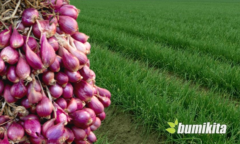 Cara Mengoptimalkan Panen Bawang Merah 