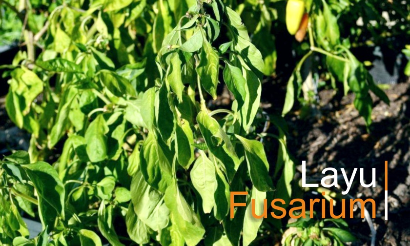 Layu pada Cabai, Tomat dan Terong - Bag. 2 (Fusarium)
