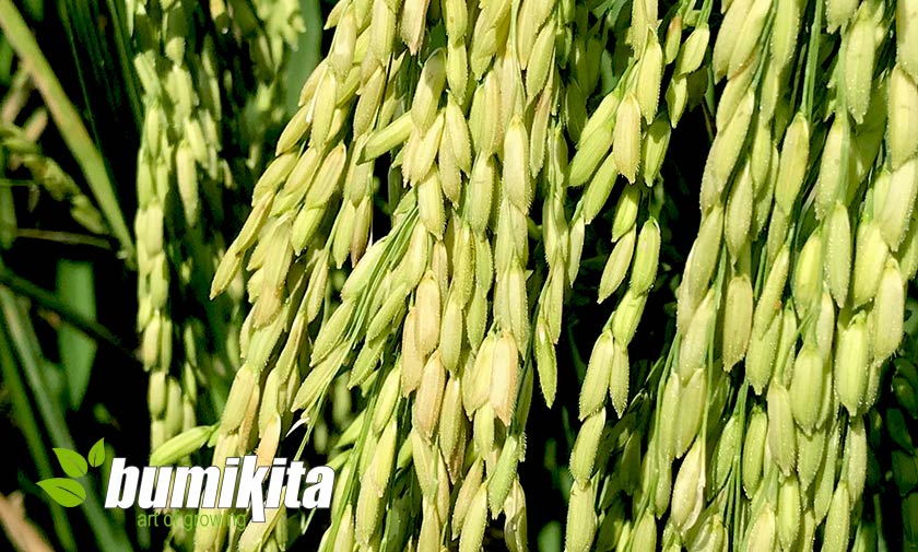 Maksimalkan Panen Padi dengan Metode SRI dan Bumikita